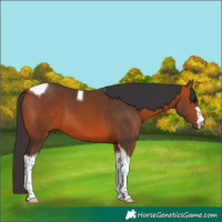 Horse Color:Bay Tobiano 