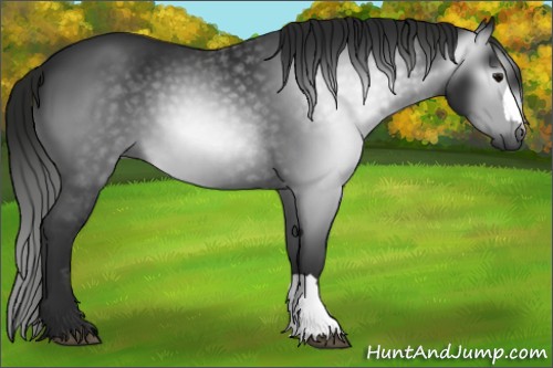 Horse Color:Gray Black