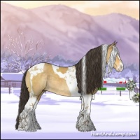 Horse Color:Buckskin Dun Sabino Tobiano 