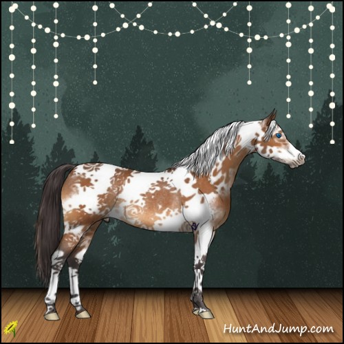 Horse Color:Buckskin Tobiano Frame Rabicano 