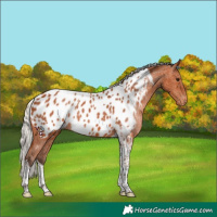 Horse Color:Silver Bay Tobiano Appaloosa 