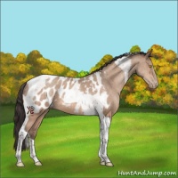 Horse Color:Amber Champagne Tobiano Appaloosa 