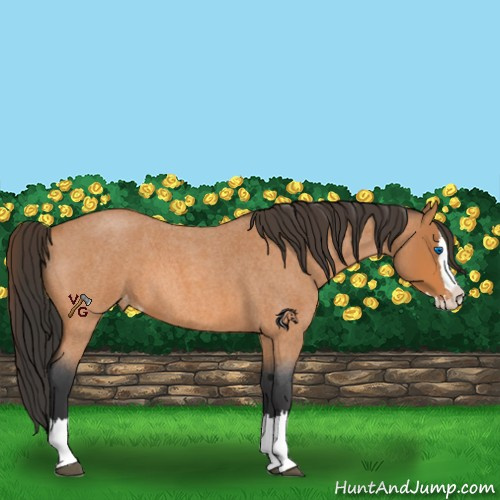Horse Color:Bay Roan Splash Appaloosa