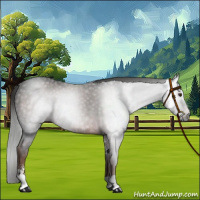 Horse Color:Gray Liver Chestnut Sabino 
