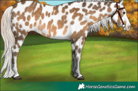 Horse Color:Chocolate Palomino Sabino Splash Near Leopard 