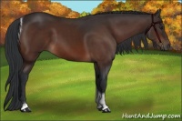 Horse Color:Brown Sabino Tobiano 
