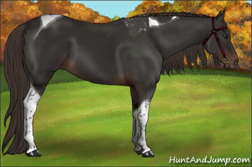 Horse Color:Liver Chestnut Sabino Tobiano