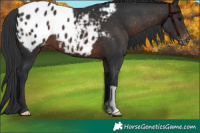 Horse Color:Brown Appaloosa 