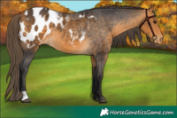 Horse Color:Buckskin Appaloosa 