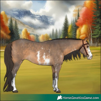 Horse Color:Buckskin Sabino 