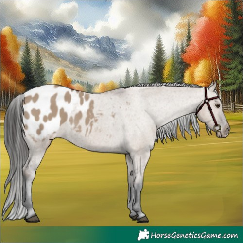 Horse Color:Liver Red Dun Appaloosa 