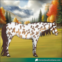 Horse Color:Chocolate Buckskin Roan Leopard 