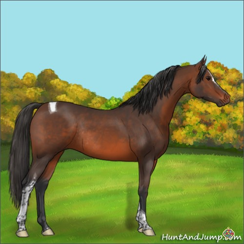Horse Color:Brown Sabino Tobiano Rabicano 