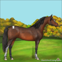 Horse Color:Brown Sabino Tobiano Rabicano