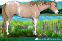 Horse Color:Black Pearl Sabino Tobiano Rabicano 