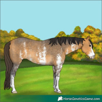 Horse Color:Buckskin Sabino Rabicano