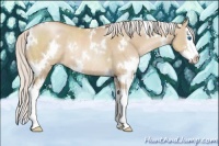 Horse Color:White Spotted Silver Grullo Pearl Sabino Splash Rabicano