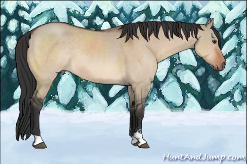 Horse Color:Brown Dun Sabino Rabicano