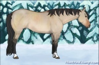 Horse Color:Brown Dun Sabino Rabicano