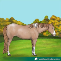 Horse Color:Black Pearl Sabino Tobiano Rabicano