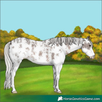 Horse Color:Silver Brown Sabino 