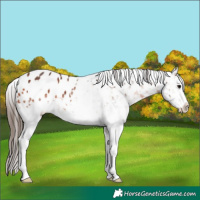 Horse Color:White Spotted Bay Blanket 