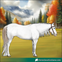 Horse Color:Buckskin Splash Varnish 