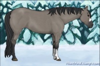 Horse Color:Grullo Roan 