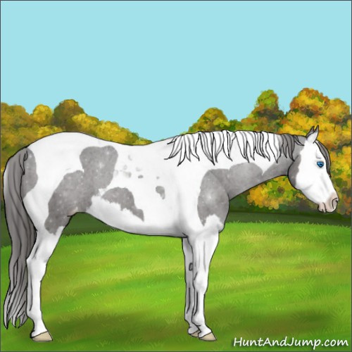 Horse Color:Black Splash Tobiano Appaloosa 