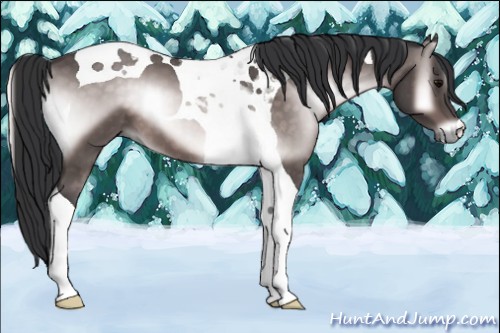 Horse Color:Platinum Brown Onyx Tobiano 