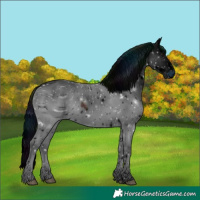 Horse Color:ERROR: UNKNOWN ANOMALY