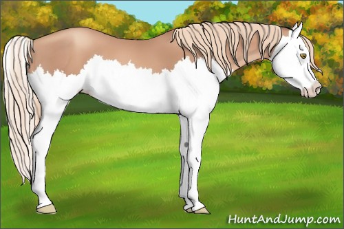 Horse Color:Gold Champagne Splash 