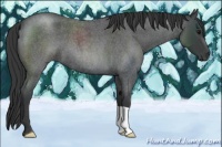 Horse Color:Blue Roan 