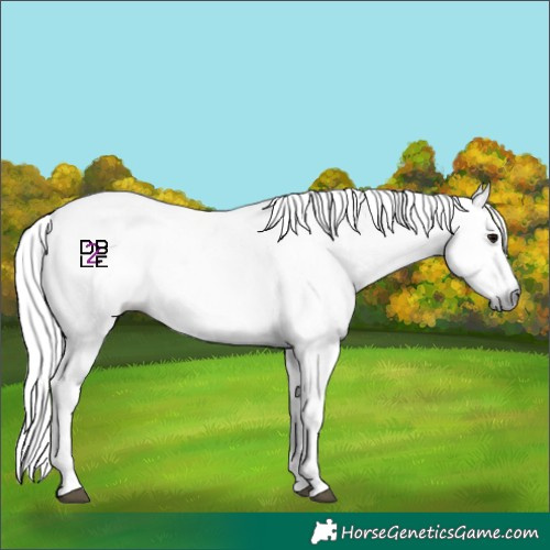 Horse Color:Gray White Spotted Black  and Gray White Spotted Classic Champagne 