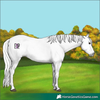 Horse Color:Gray White Spotted Black  and Gray White Spotted Classic Champagne 
