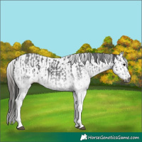 Horse Color:Gray White Spotted Black  and Gray White Spotted Black Varnish 