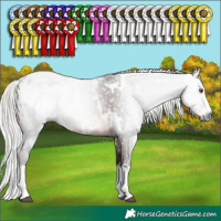 Horse Color:Gray White Spotted Silver Brown Splash Appaloosa Rabicano 