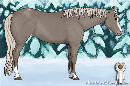 Horse Color:Silver Grullo Sabino Appaloosa 