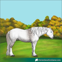 Horse Color:Gray Chestnut Splash Tobiano 
