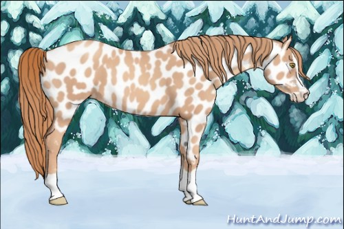 Horse Color:Gold Champagne Splash Near Leopard