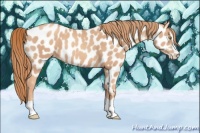 Horse Color:Gold Champagne Splash Near Leopard 