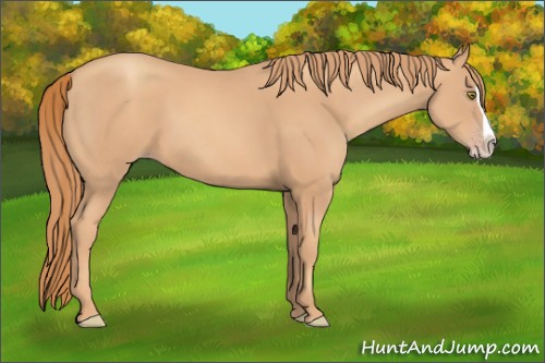 Horse Color:Gold Champagne Splash 