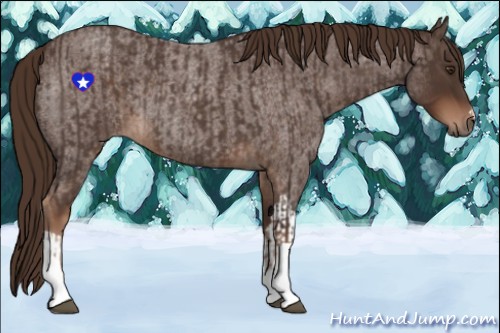 Horse Color:Liver Red Roan and Liver Red Roan