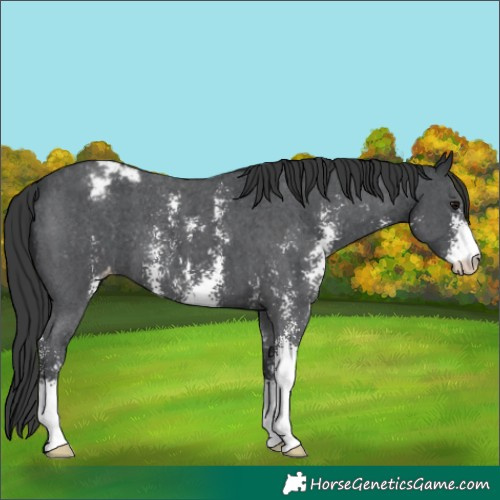 Horse Color:Black Sabino Appaloosa 