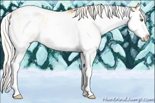 Horse Color:Silver Classic Cream Champagne Sabino Splash Varnish 