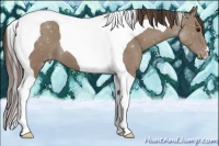 Horse Color:Classic Champagne Tobiano Varnish