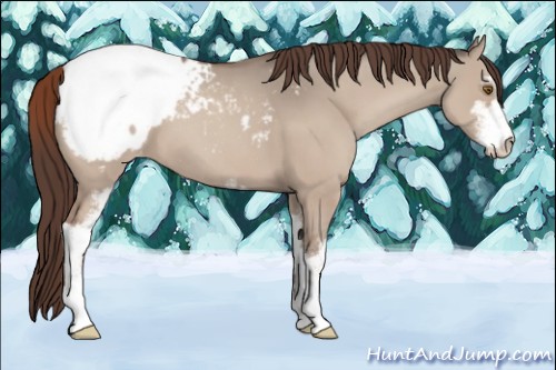 Horse Color:Classic Champagne Dun Sabino Varnish 