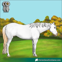 Horse Color:Smoky Grullo Sabino Appaloosa