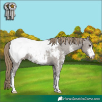 Horse Color:Smoky Grullo Sabino Appaloosa