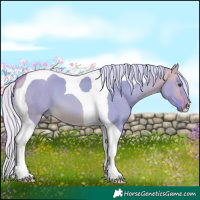 Horse Color:Watercolor Silver Buckskin Dun Tobiano 